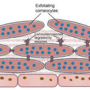 cells cells